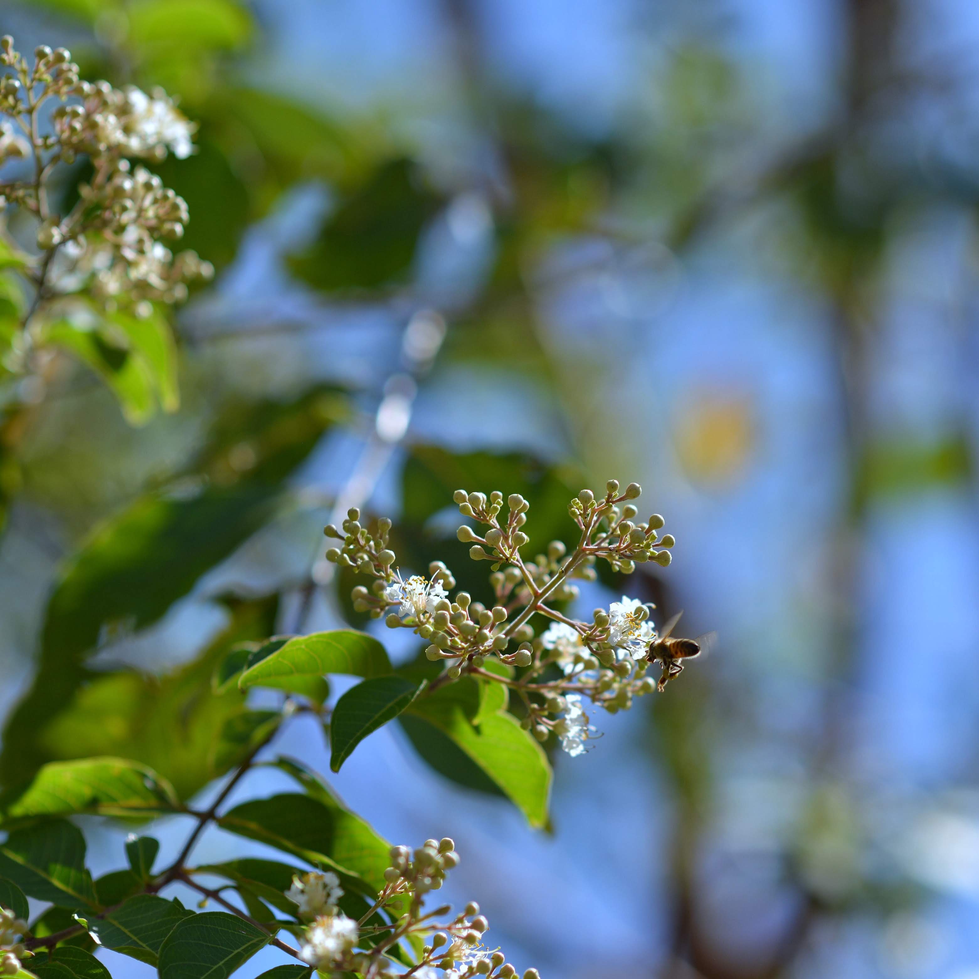 シマサルスベリ