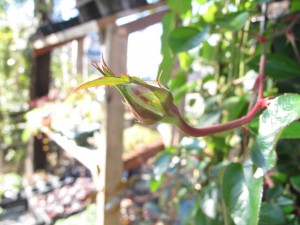 エモーションブルー蕾１