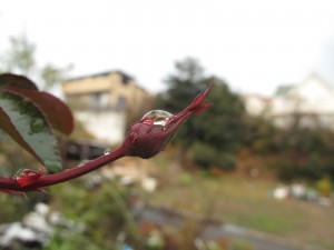 エモーションブルー蕾６