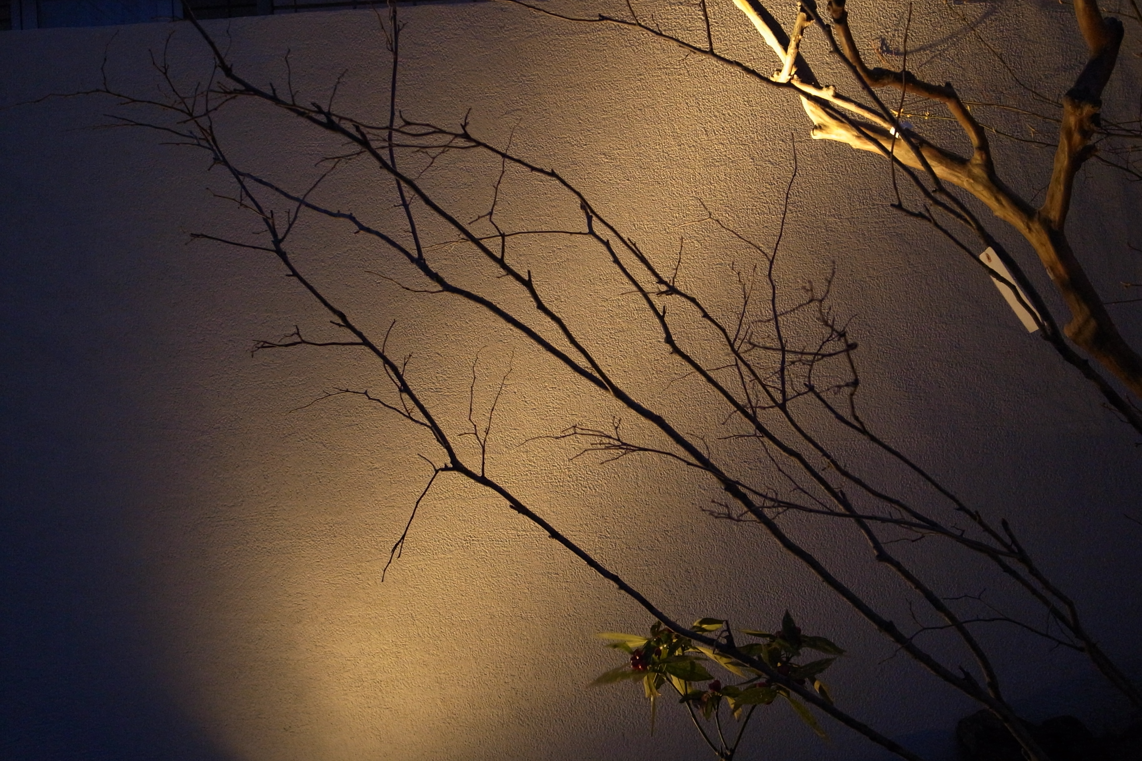 オトコヨウゾメ