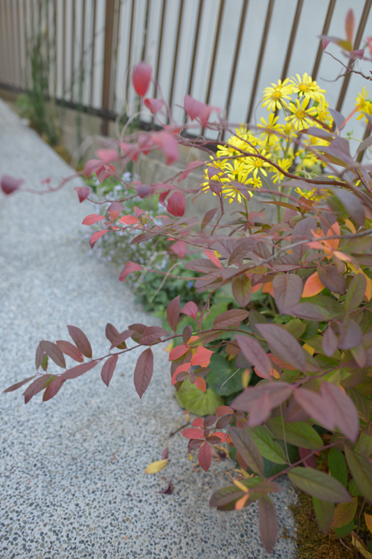 コバノズイナ　アプローチ