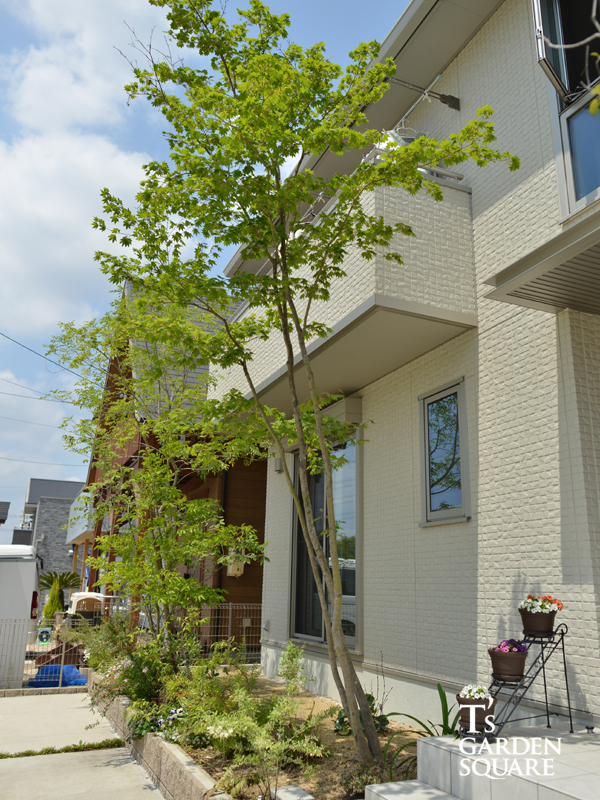 玄関前　雑木の庭