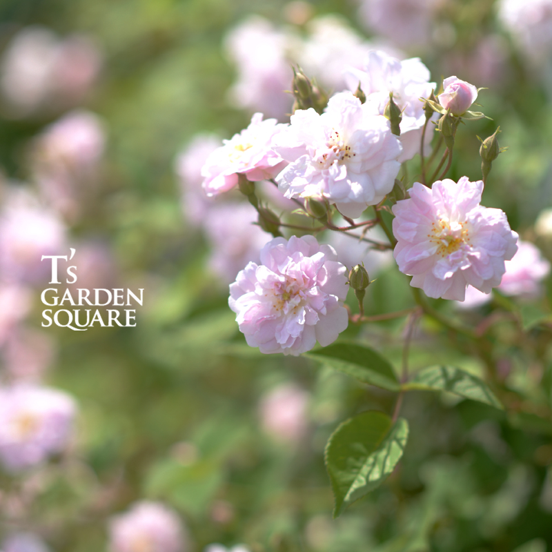 ポールズ・ヒマラヤン・ムスク