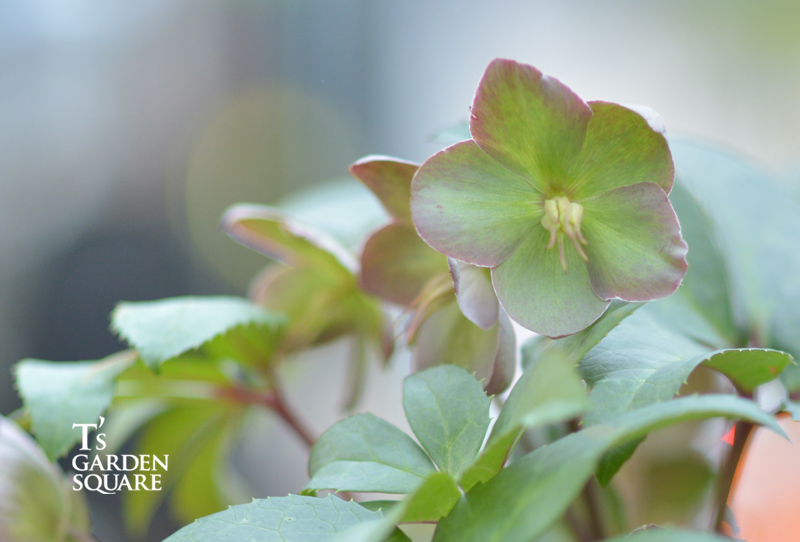 クリスマスローズ１