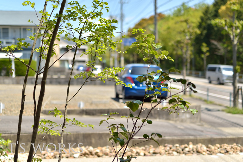 ハクサンボク　アオハダ