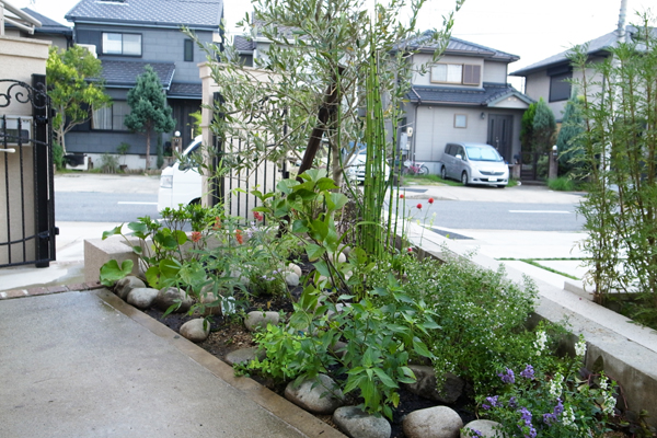 アプローチ植栽
