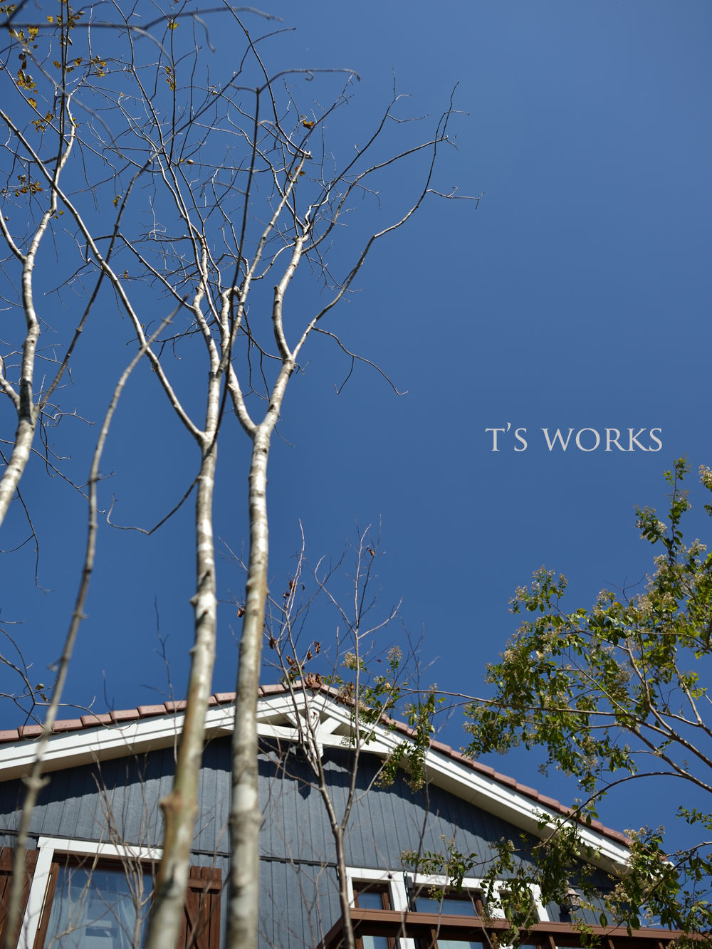 アオダモ画像雑木