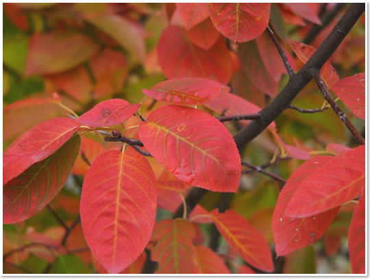 ジューンベリー紅葉