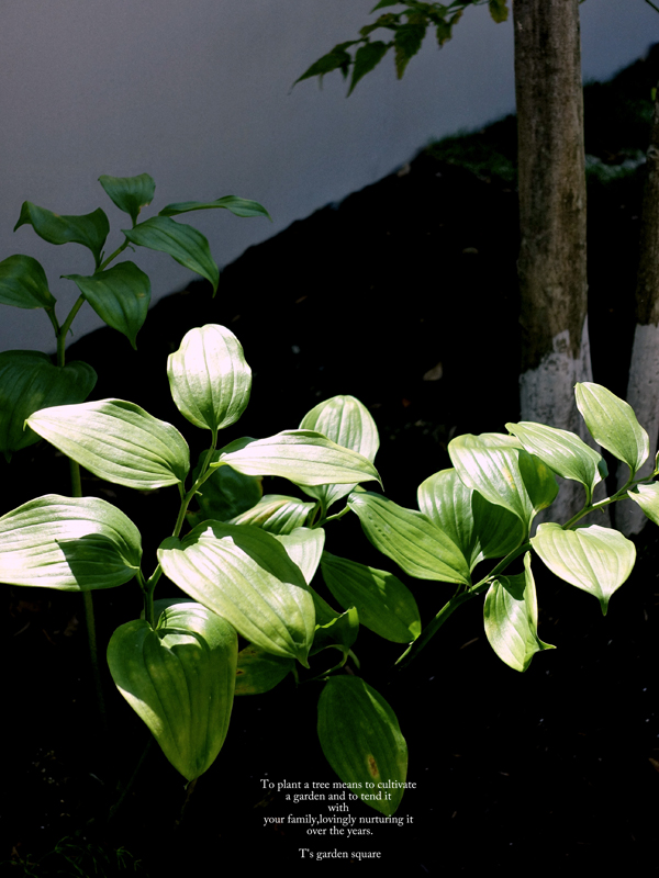 トキワナルコユリ