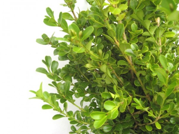 ボックスウッド３