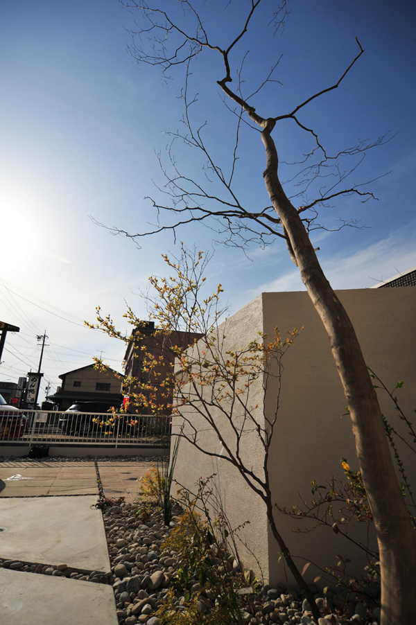 コハウチワカエデ　ダイワハウス