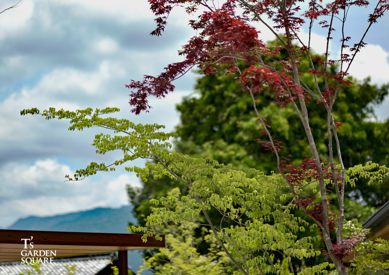野村モミジ　ヤマボウシ