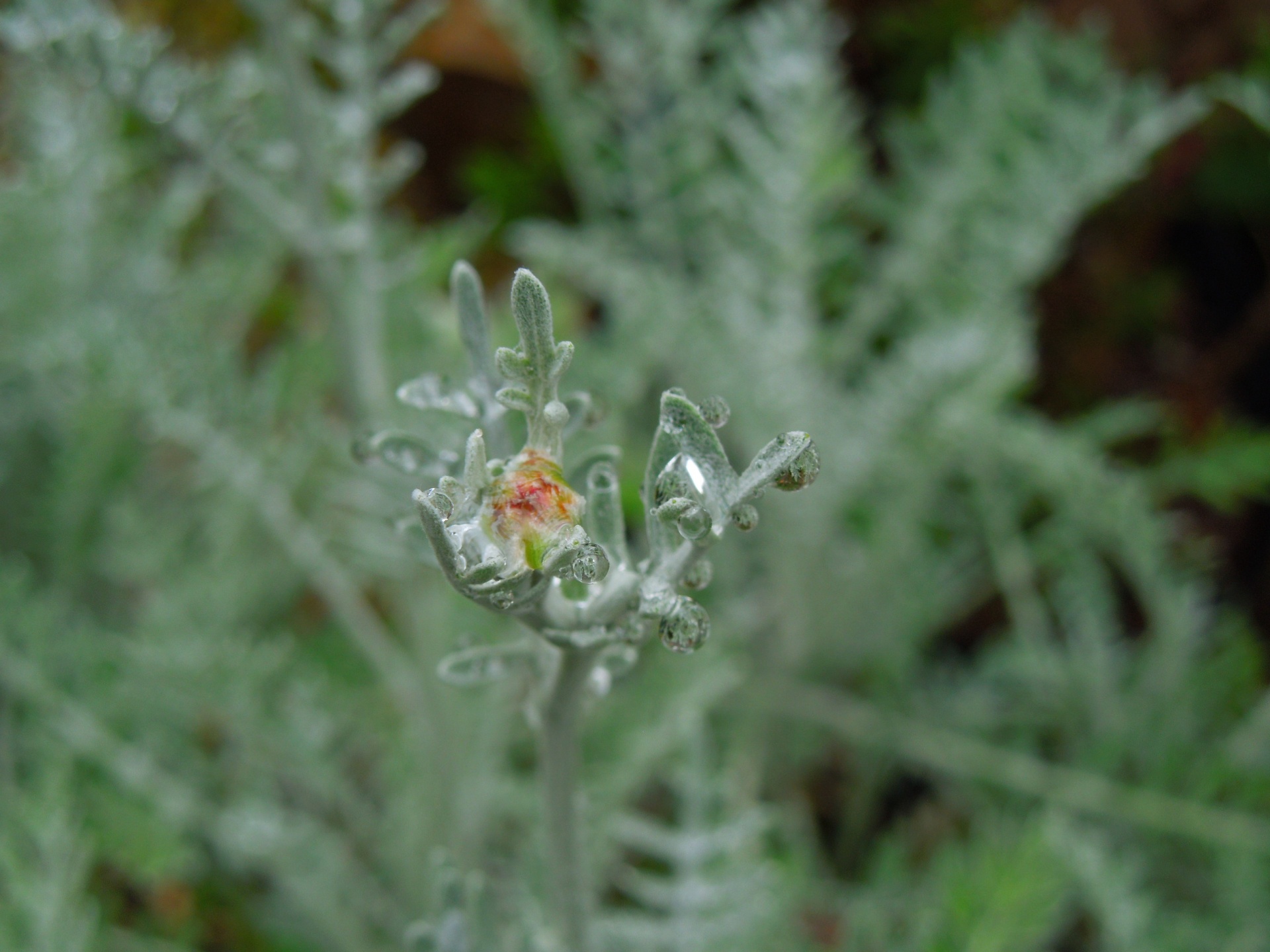 セントーレア・ギムノカルパ