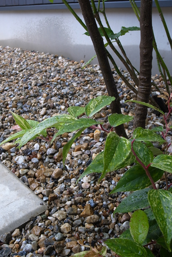 セイヨウイワナンテン