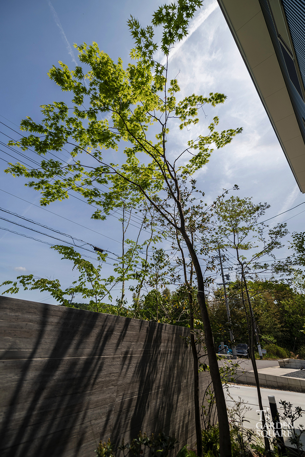 シンボルツリーイロハモミジ