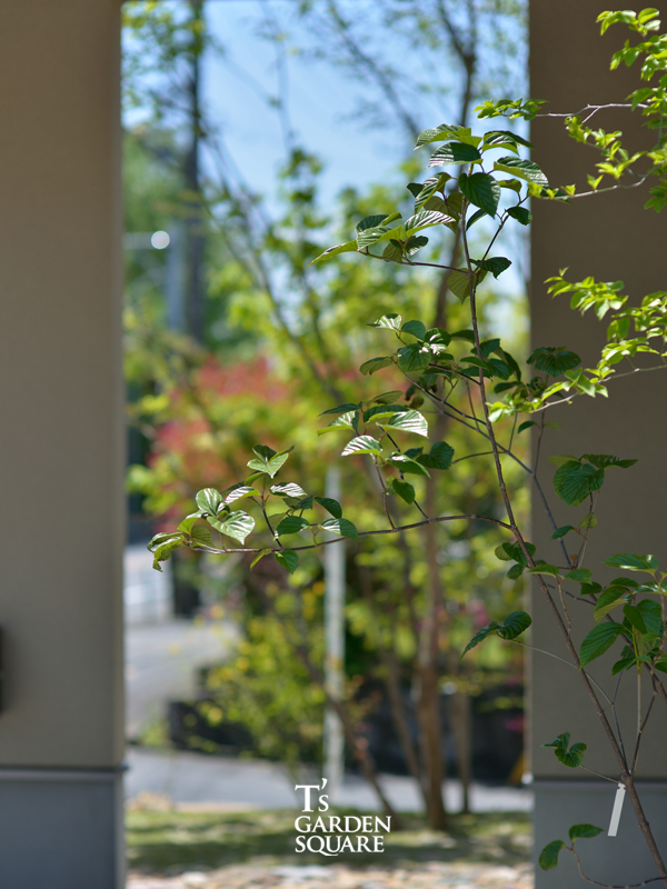 ハクサンボク画像