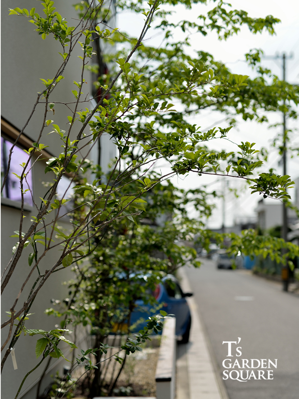 サワフタギ　イメージ