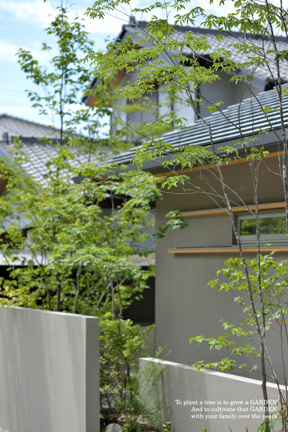 アオダモイメージ