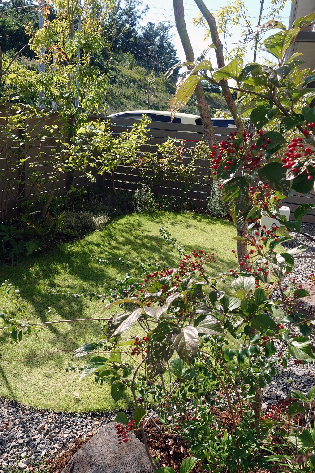 ハクサンボク　常緑樹