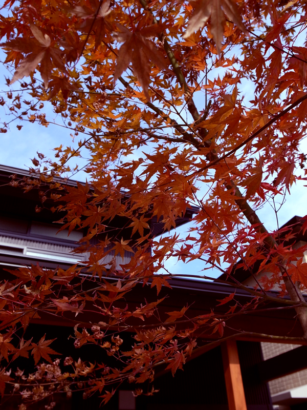 モミジ　イメージ