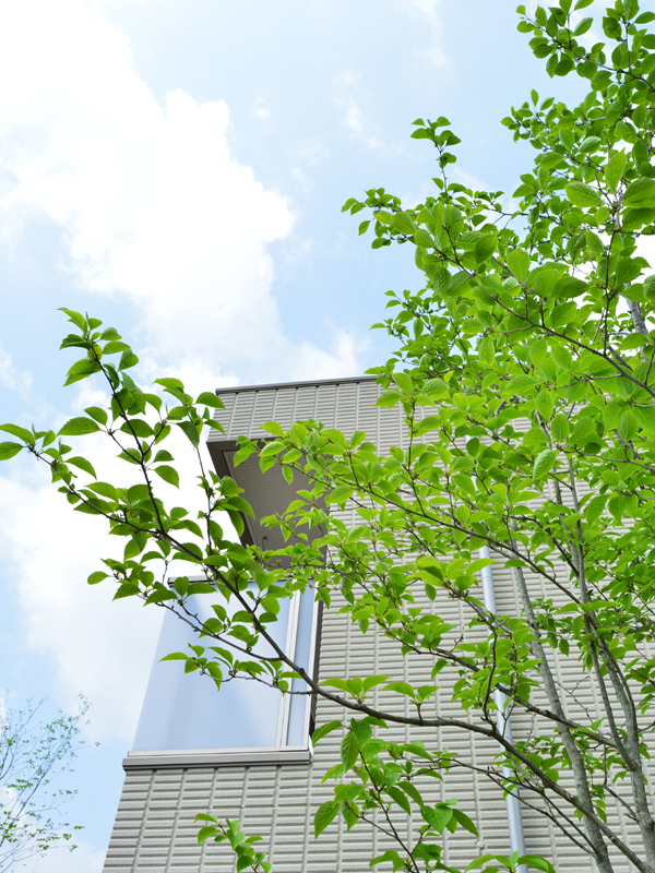 アオハダ　画像