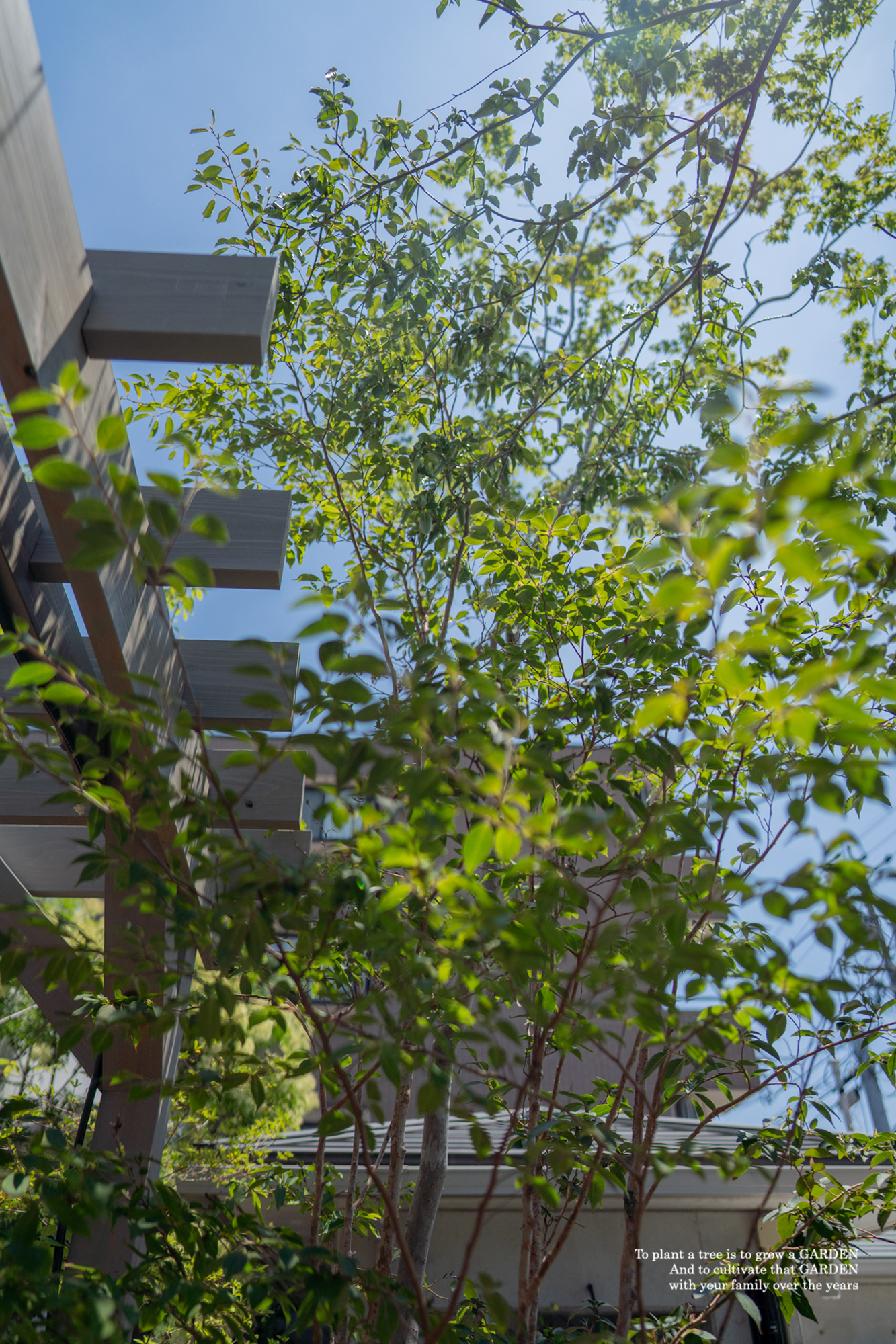 緑いっぱいの庭