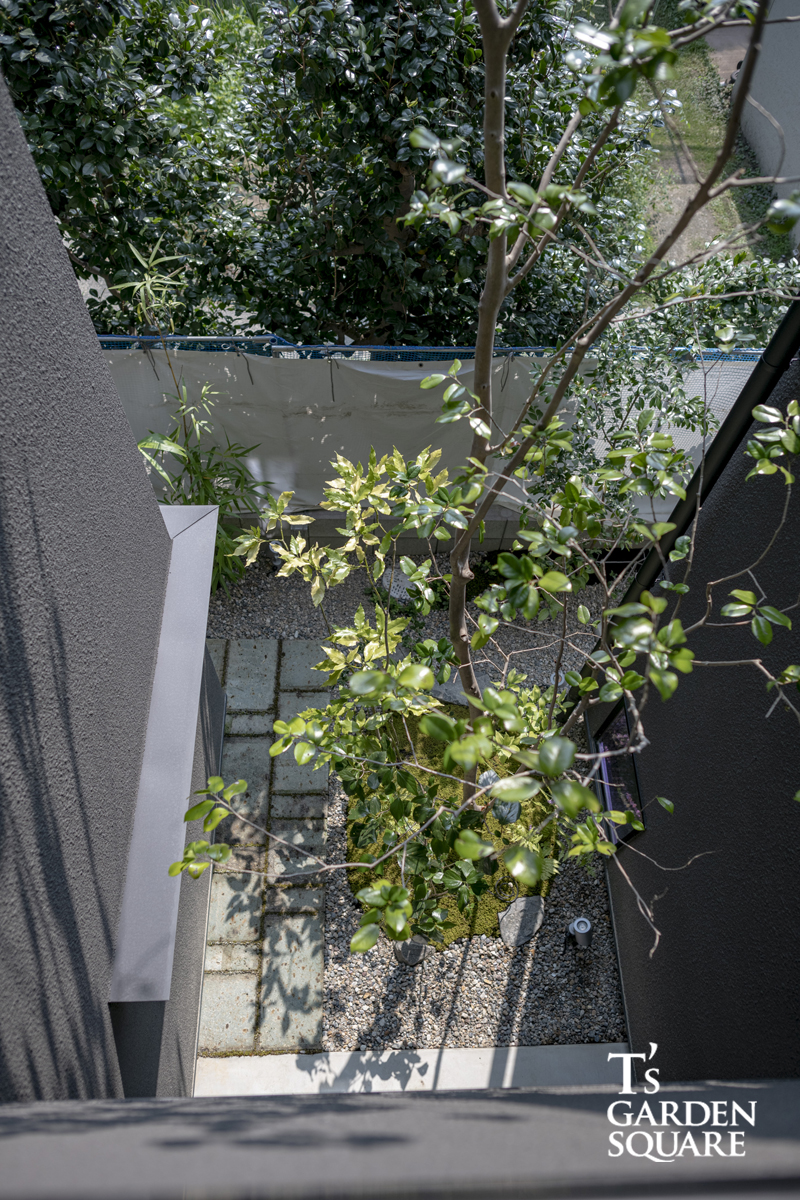 二階から見える木