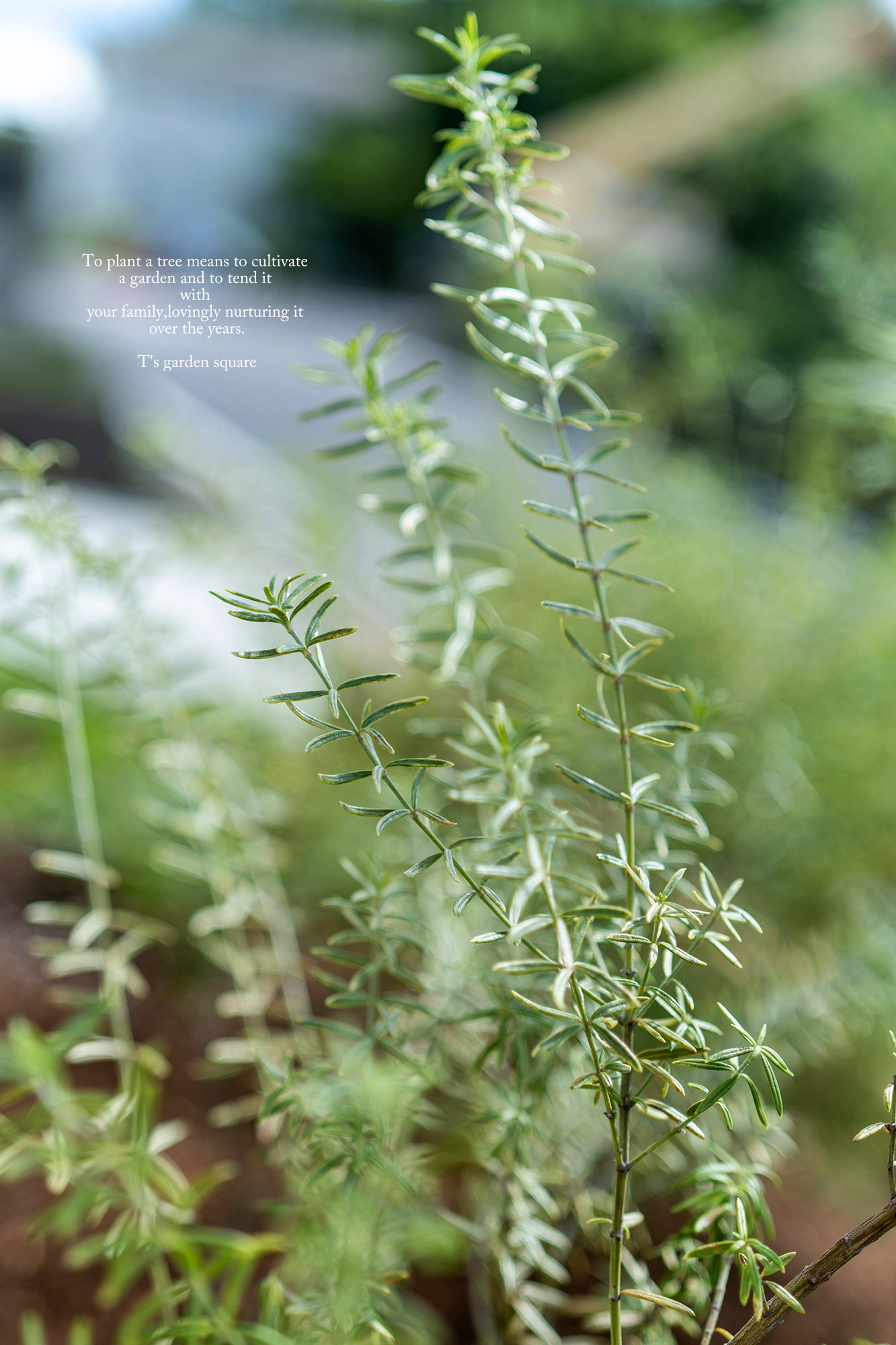 ウエストリンギア